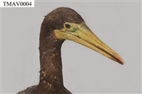 Brown Booby Collection Image, Figure 8, Total 11 Figures